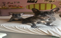 Bulldog Francese cani in vendita: Bulldog francese  a Città Metropolitana di Napoli - Immagine 4