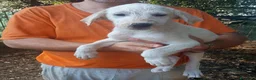 Pastore Asia Centrale cani in vendita: Cuccioli Cane da Pastore dell'Asia Centrale - Annuncio 14