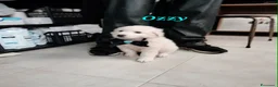 Meticcio cani in regalo: Ozzy aspetta una bella famiglia  - Annuncio 3
