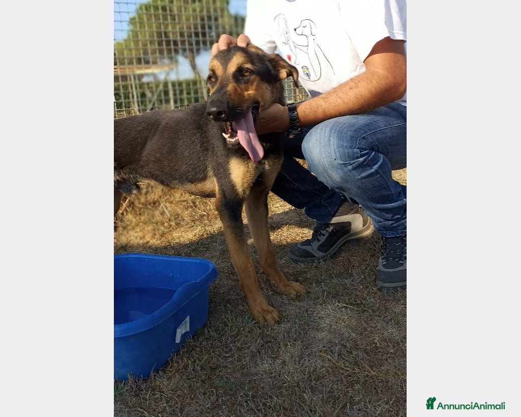 Meticcio cani Rocky, bellissimo meticcio a Latina - Annuncio 4