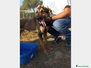 Meticcio cani Rocky, bellissimo meticcio a Latina - Annuncio 4