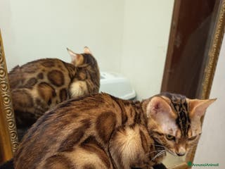 Bengala gatti feminuccia Bengala - Annuncio 10