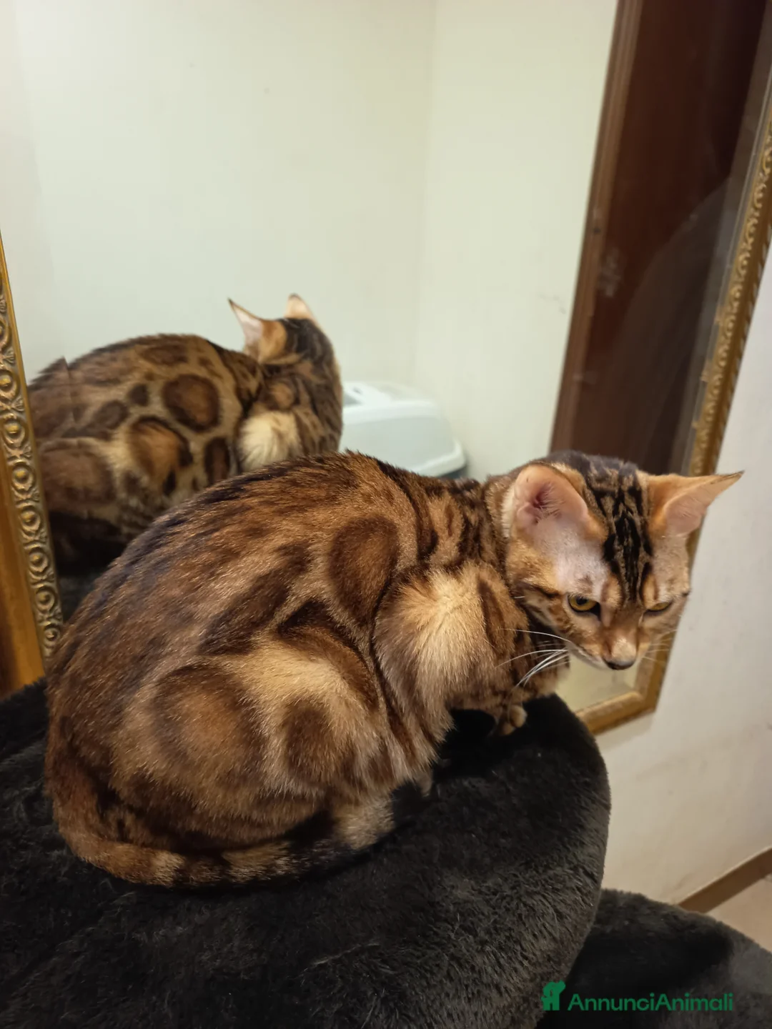 Bengala gatti in vendita: feminuccia Bengala  - Annuncio 1