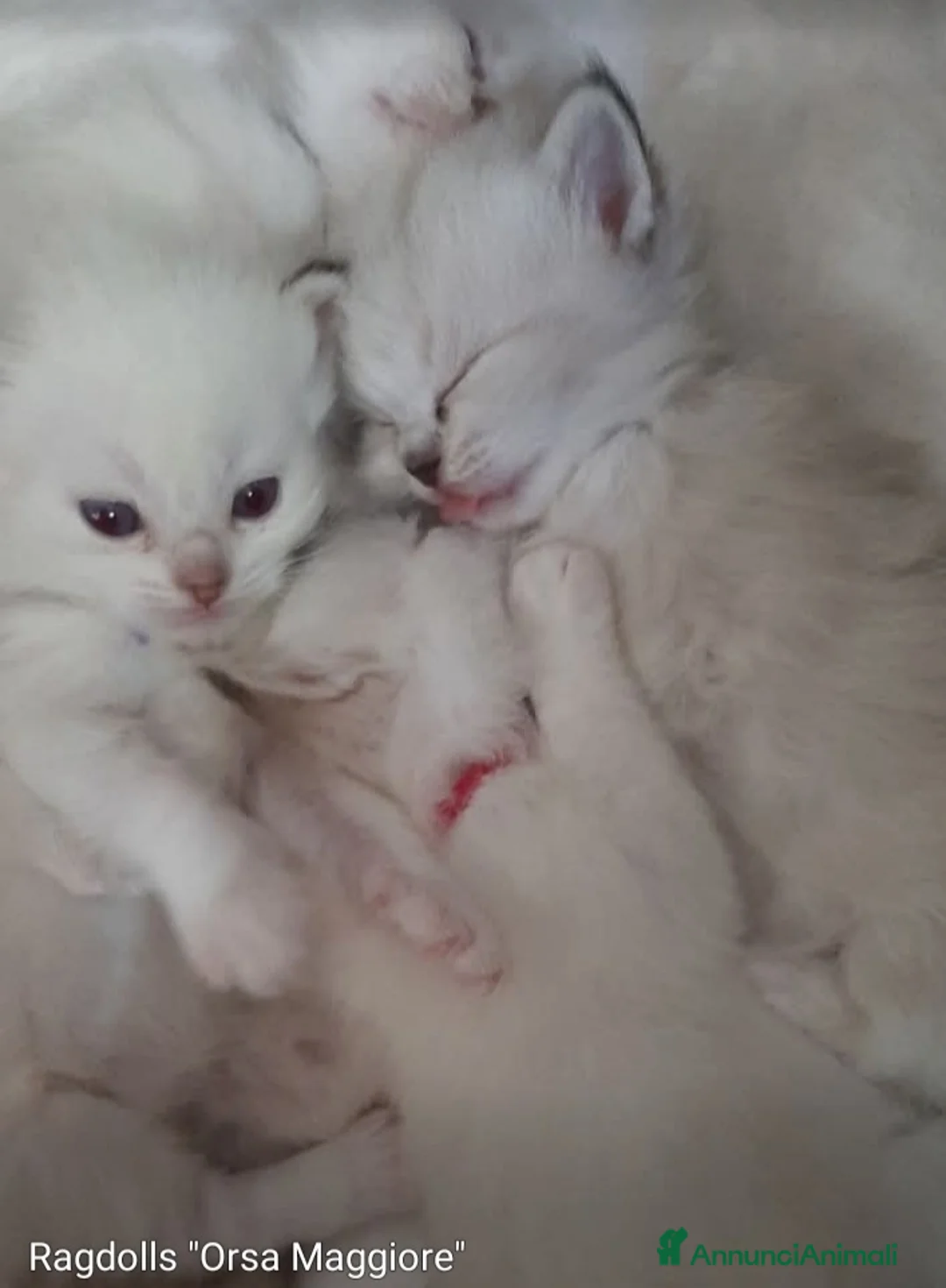Ragdoll gatti in vendita: Cuccioli di razza ragdolls - Annuncio 1