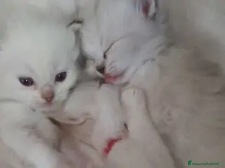 Ragdoll gatti Cuccioli di razza ragdolls - Annuncio 1