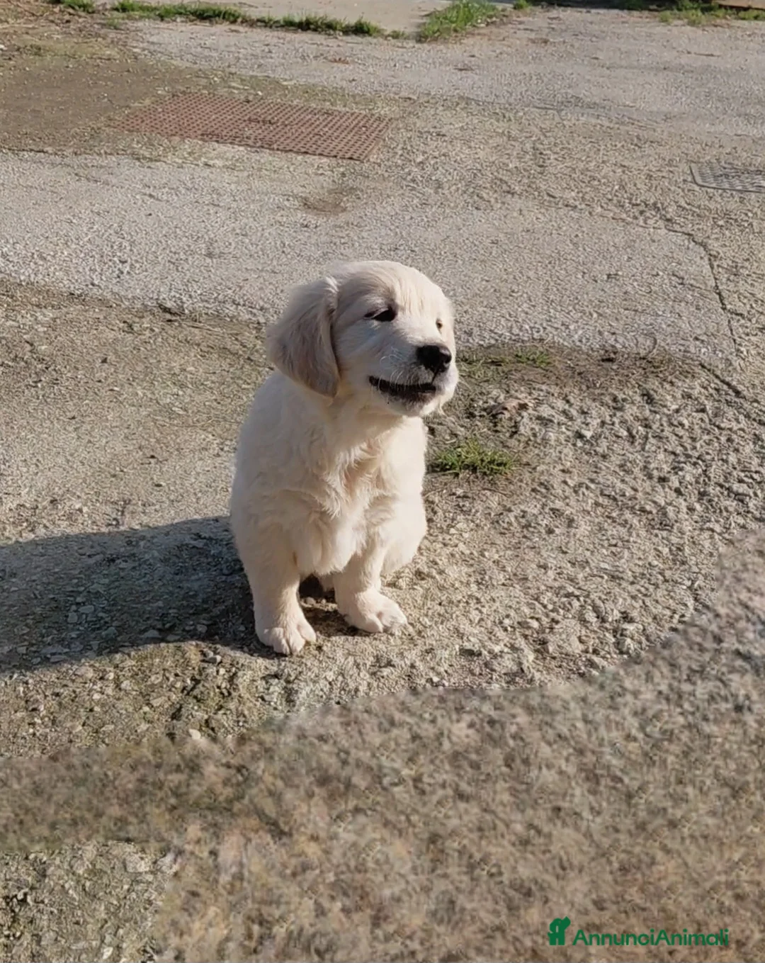 Golden Retriever cani in vendita: Cuccioli Golden retriever  - Annuncio 7