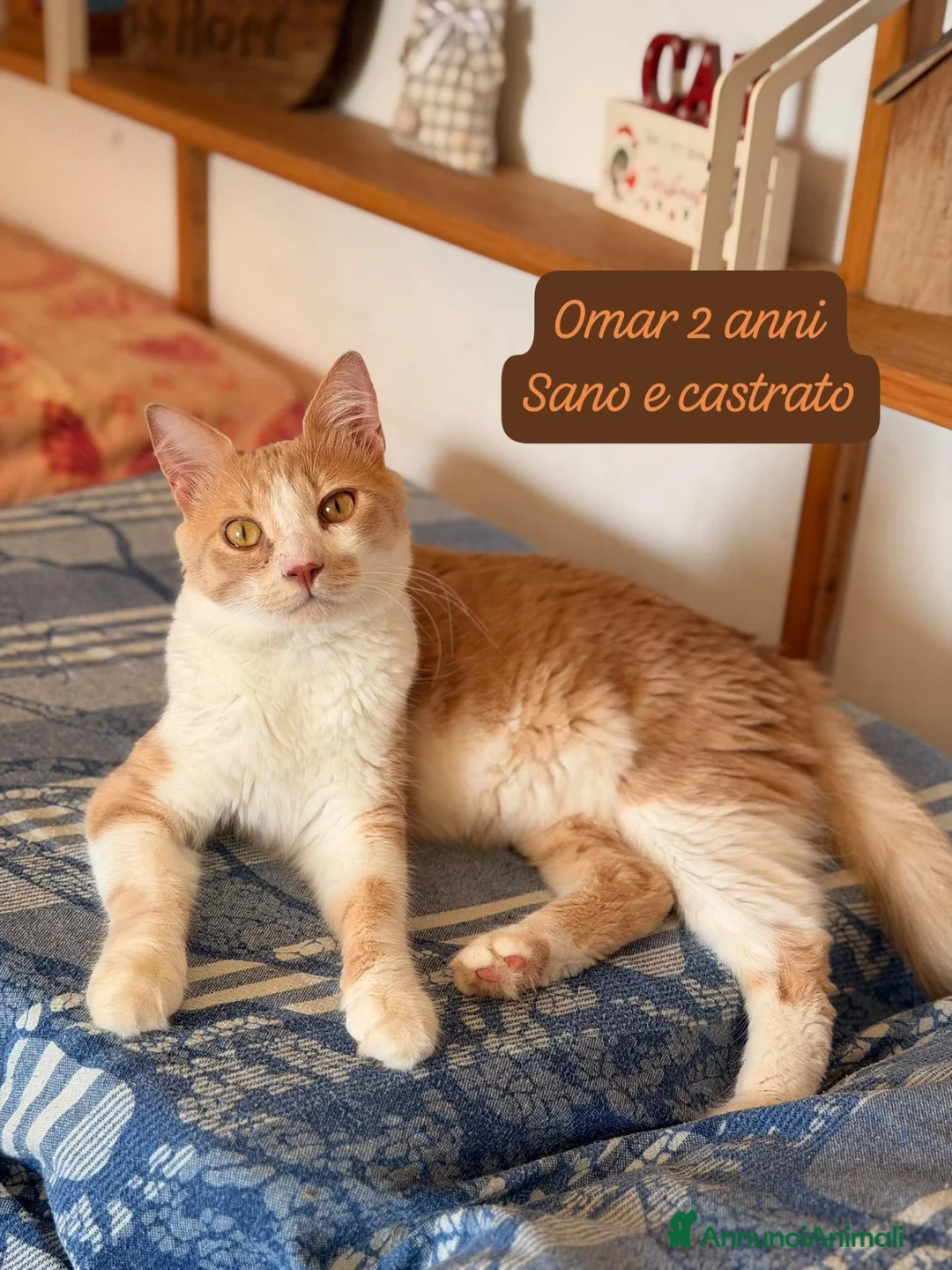 Altre razze gatti in regalo: Urgenti famiglie per questi gattini  - Annuncio 12