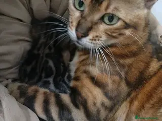 Bengala gatti in vendita: Bengala manto raro con cuoricini , pedigree afsi - Annuncio 2