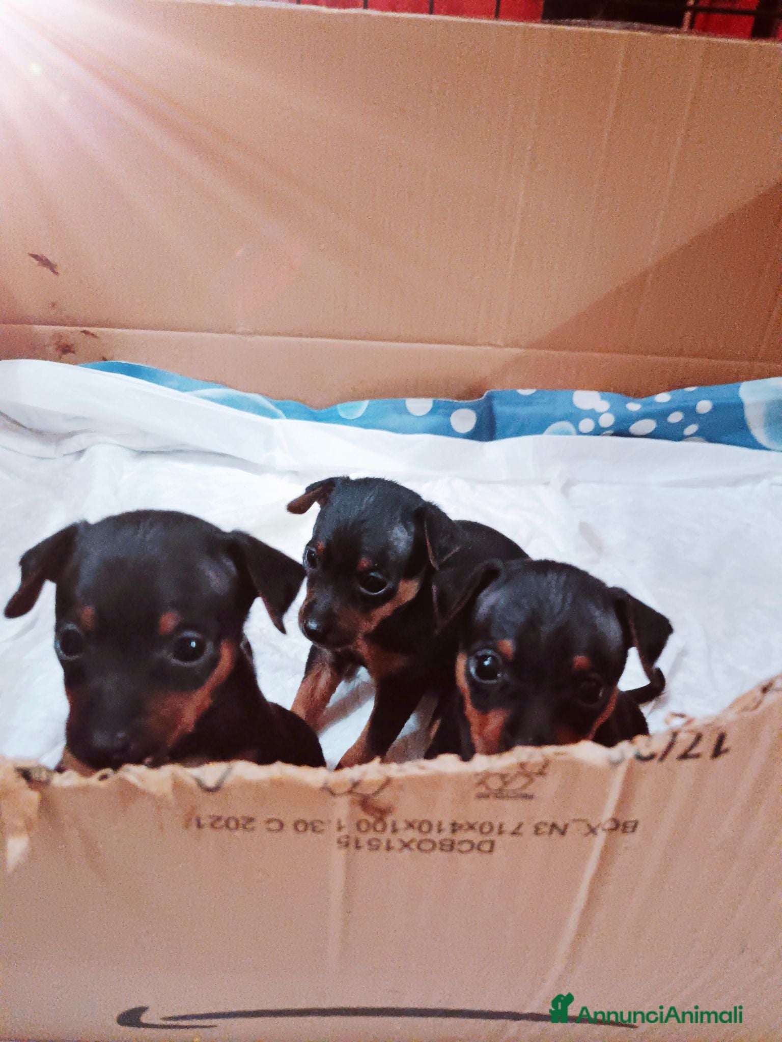 Pinscher Miniatura cani Pinscher miniatura - Annuncio 1