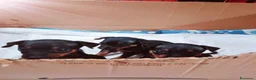 Pinscher Miniatura cani in vendita: Pinscher miniatura - Annuncio 1