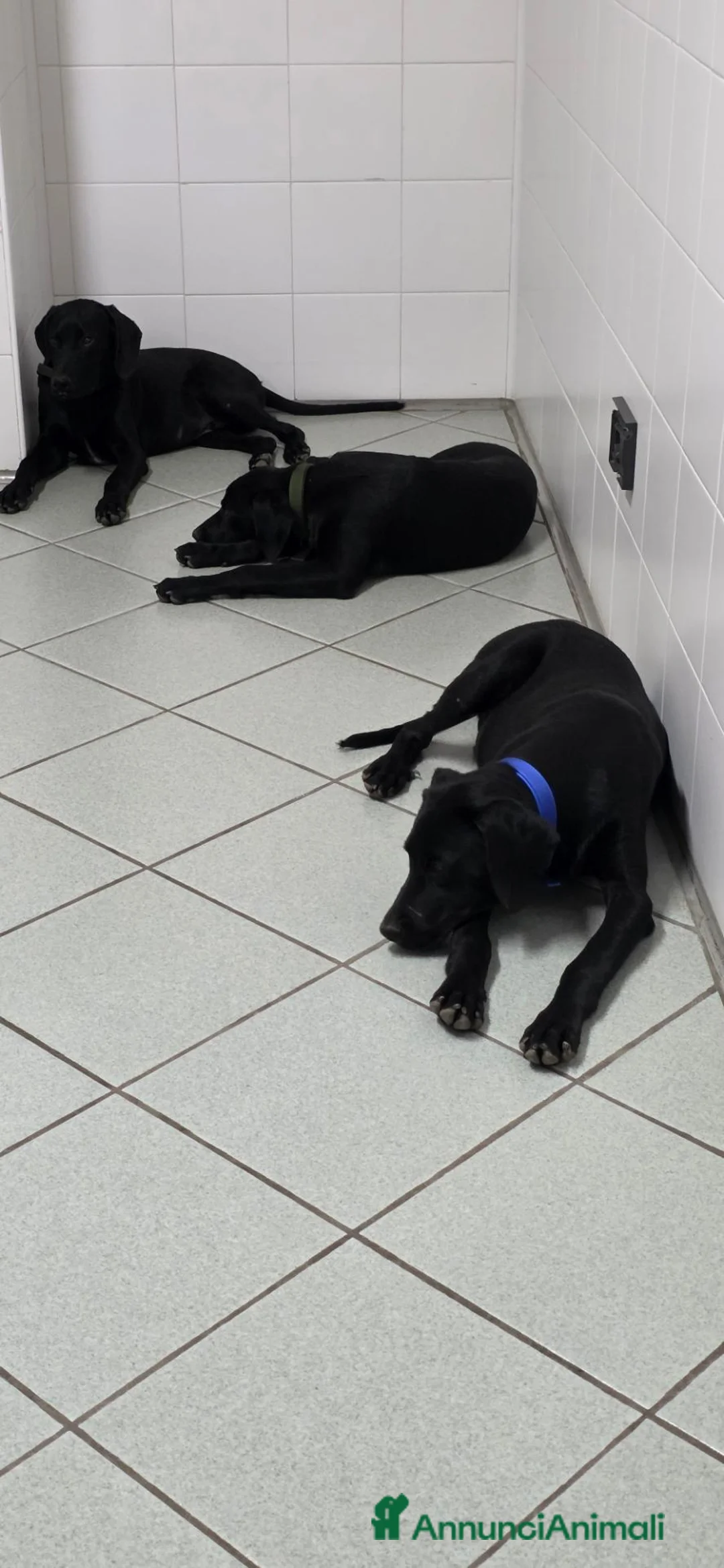 Meticcio cani in regalo: Balù, Iole e Igor - Annuncio 2