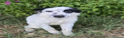 Meticcio cani in regalo: ROMOLO 💙 SEMBRA UN PIRATA, E CERCA IL SUO TESORO a Provincia di Modena - Annuncio 4