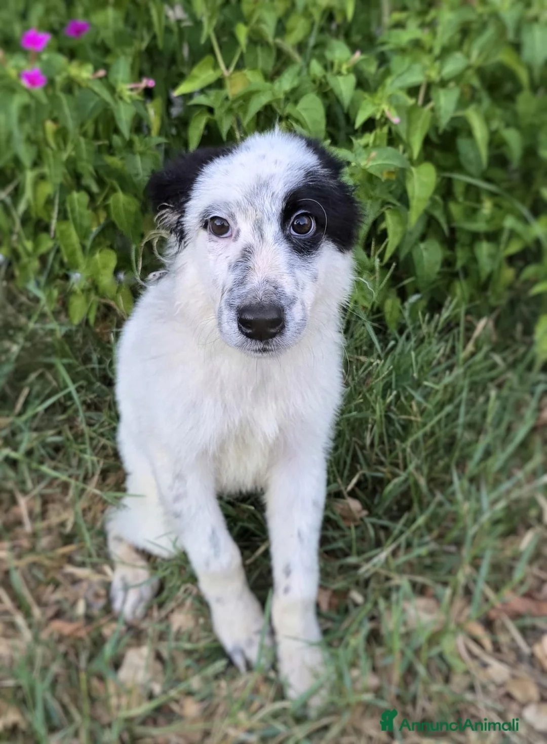 Meticcio cani in regalo: ROMOLO 💙 SEMBRA UN PIRATA, E CERCA IL SUO TESORO a Provincia di Modena - Annuncio 4