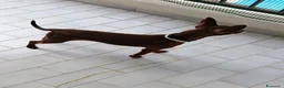 Pinscher Miniatura cani in vendita: Pinscher toy a Provincia di Cosenza - Annuncio 3