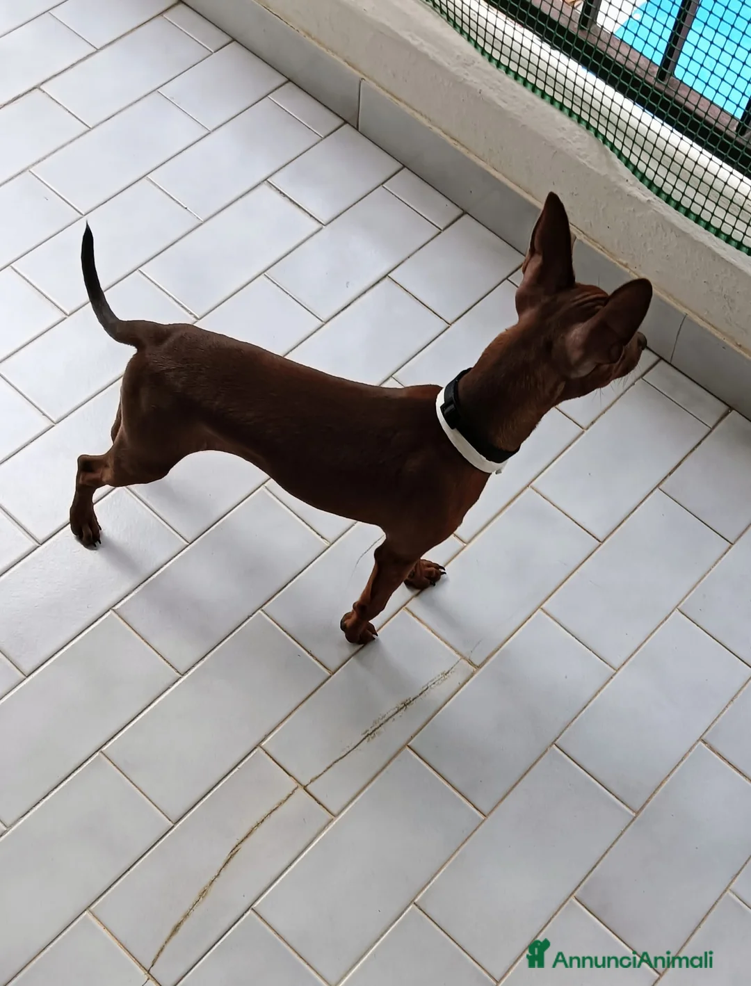 Pinscher Miniatura cani in vendita: Pinscher toy a Provincia di Cosenza - Annuncio 3