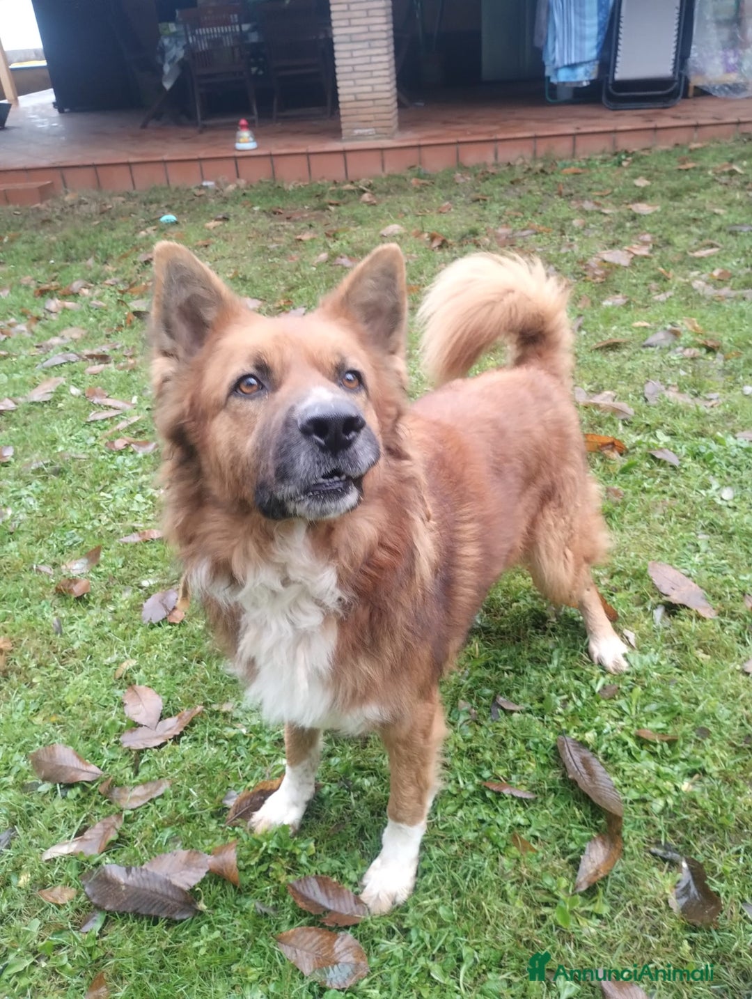 Meticcio cani in regalo: DANKON a Città metropolitana di Roma Capitale - Annuncio 14