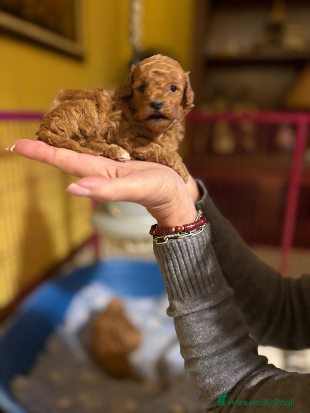 Barboncino Toy cani in vendita: Barboncini Toy  - Annuncio 4