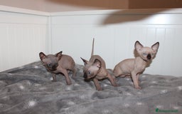 Sphynx gatti in vendita: Vendo cuccioli di sphynx a Provincia di Massa e Carrara - Immagine 11