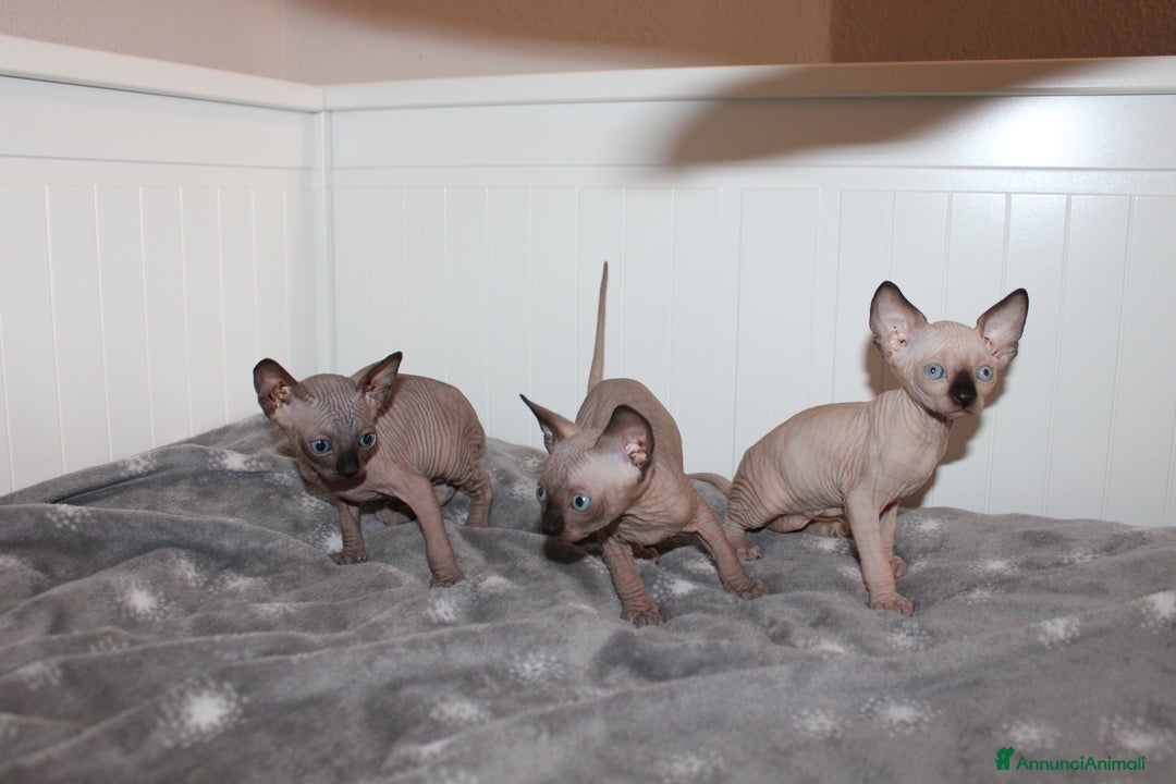 Sphynx gatti in vendita: Vendo cuccioli di sphynx a Provincia di Massa e Carrara - Immagine 11