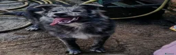 Meticcio cani in regalo: 10 MESI 15 CHILI, DOLCE E MORBIDO GREY - Annuncio 5