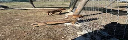 Segugio Maremmano cani in regalo: Regina 9’kg di energia e simpatia - Annuncio 2