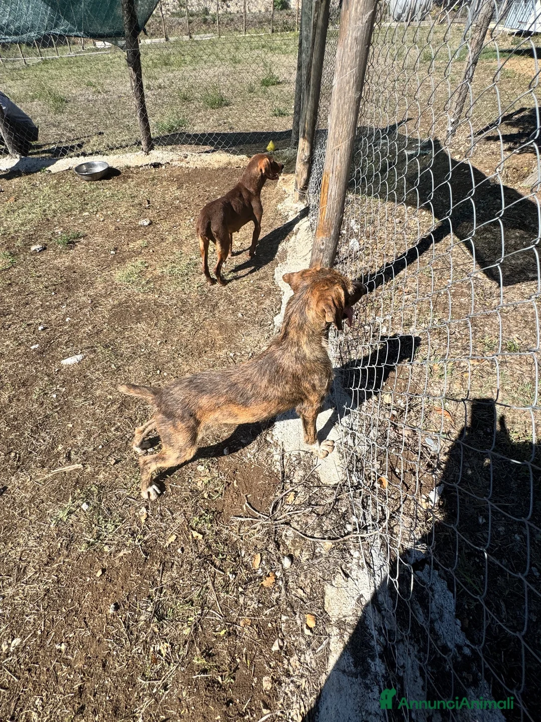 Segugio Maremmano cani in regalo: Regina 9’kg di energia e simpatia - Annuncio 2