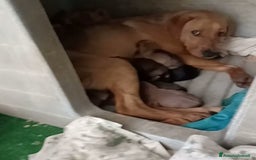 Meticcio cani in regalo: LA BELLISSIMA NEVADA a Provincia di Pavia - Immagine 12