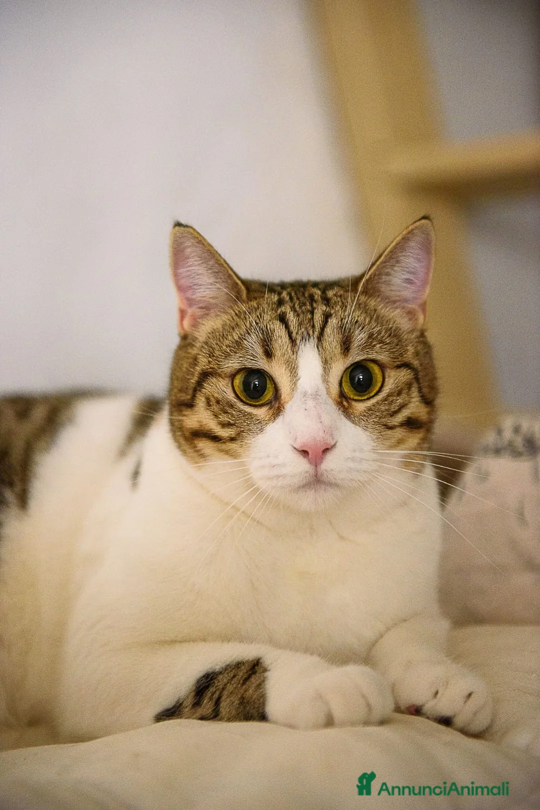 Europeo gatti in regalo: Luz e Blanca, una mamma e la sua piccola ombra - Annuncio 5