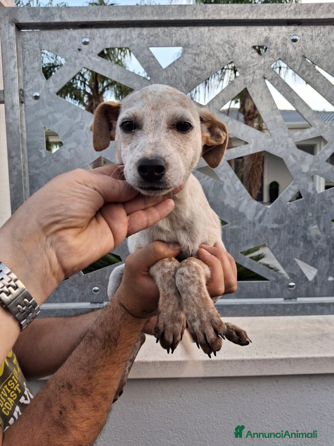 Meticcio cani in regalo: CUCCIOLO 💙 -di nome e di fatto 🥰, cerca una casa - Annuncio 4
