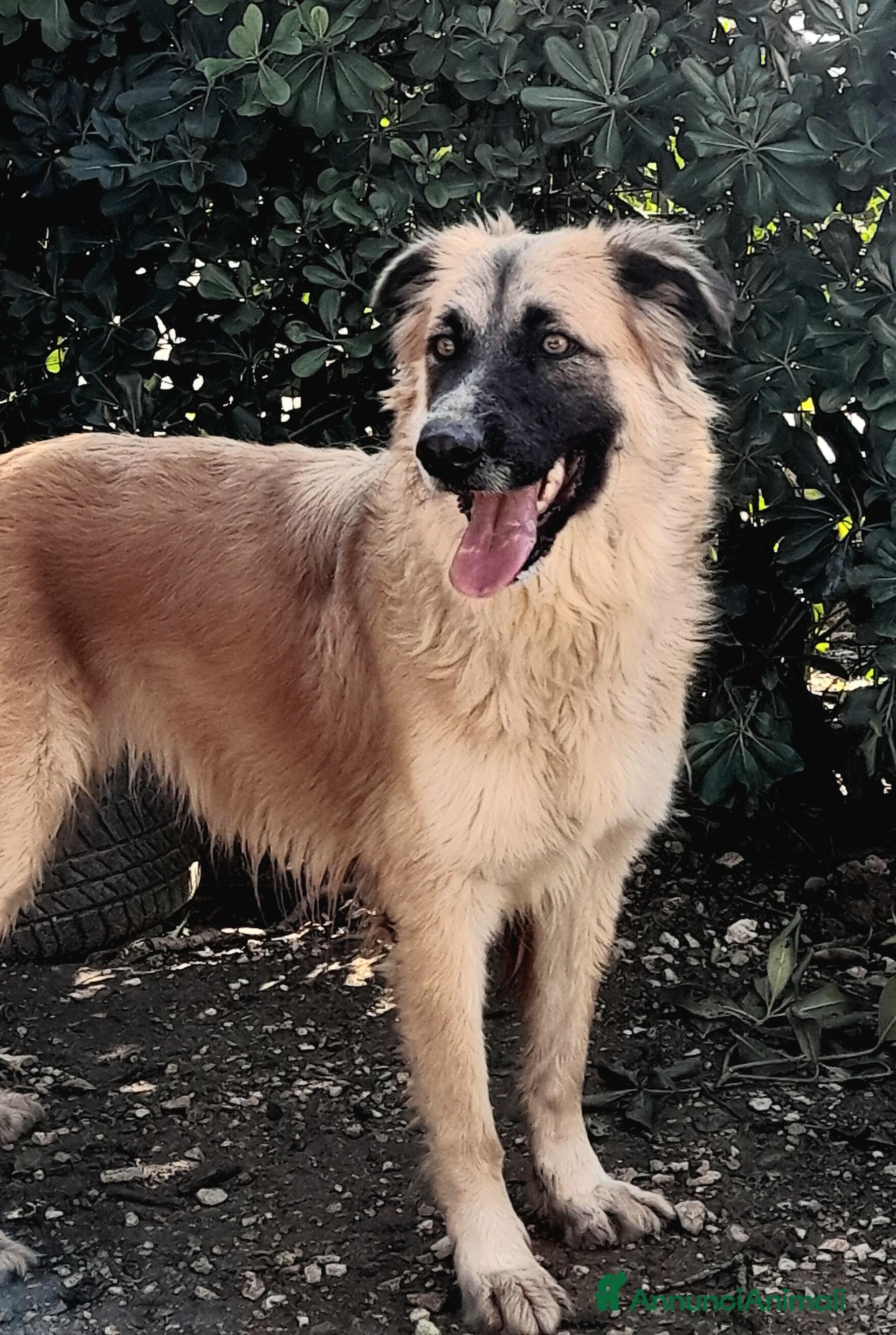 Meticcio cani Jasmine, dolcissima mix pastore belga in adozione - Annuncio 23