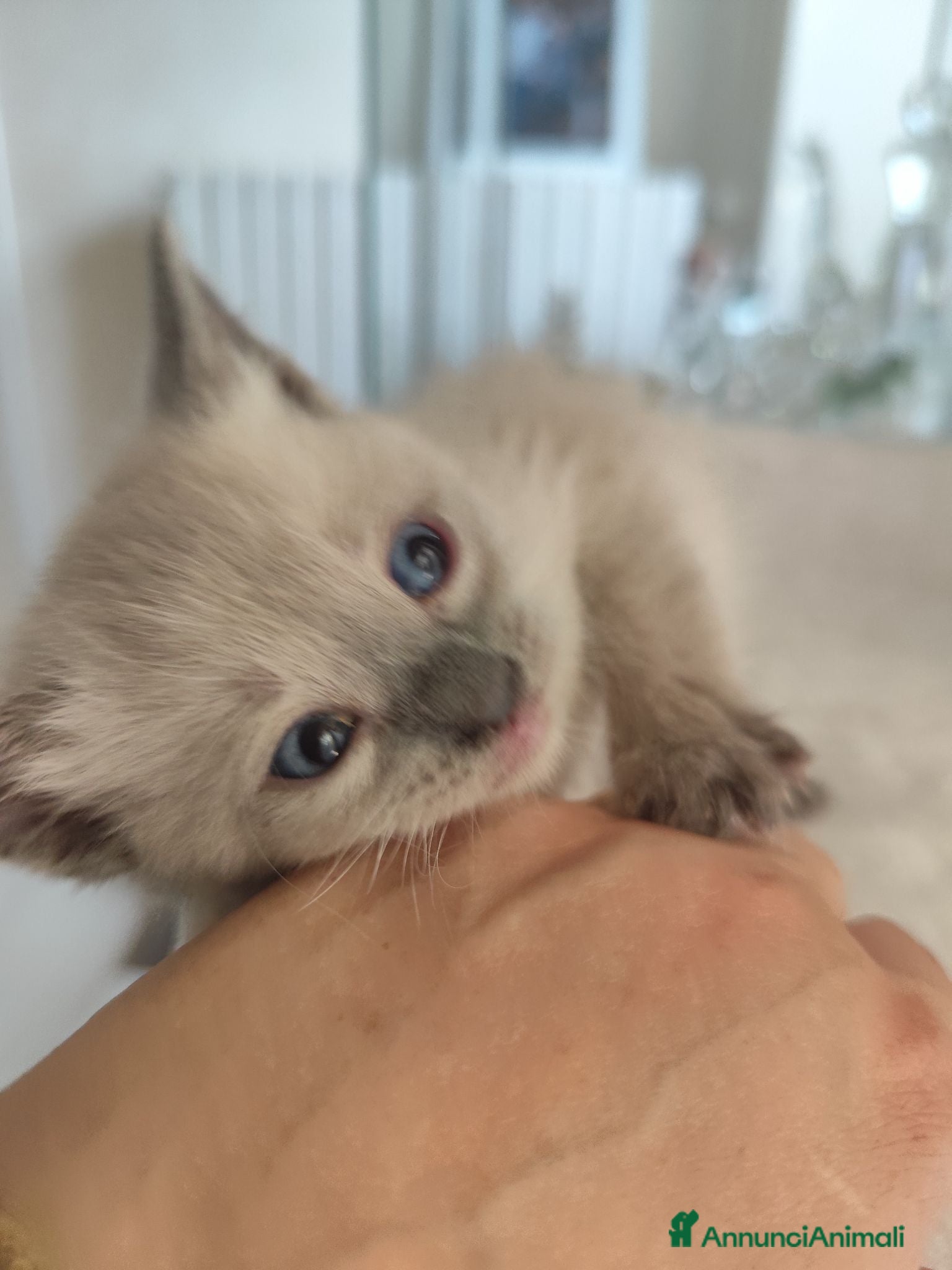 Ragdoll gatti Gattini Ragdoll  - Annuncio 3