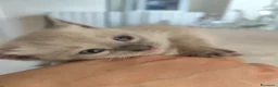 Ragdoll gatti in vendita: Gattini Ragdoll  - Annuncio 1