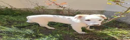Meticcio cani in regalo: Eda cerca casa 🏡 a Provincia di Monza e della Brianza - Annuncio 11
