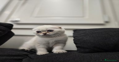 Scottish gatti a Provincia di Brescia - Annuncio 6