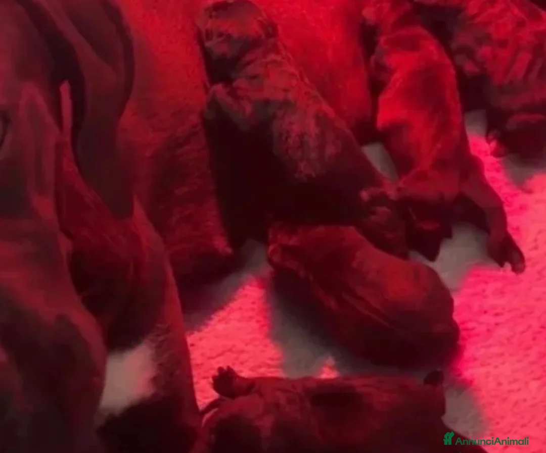 Cane Corso cani in vendita: Cucciolo cane corso  - Annuncio 2