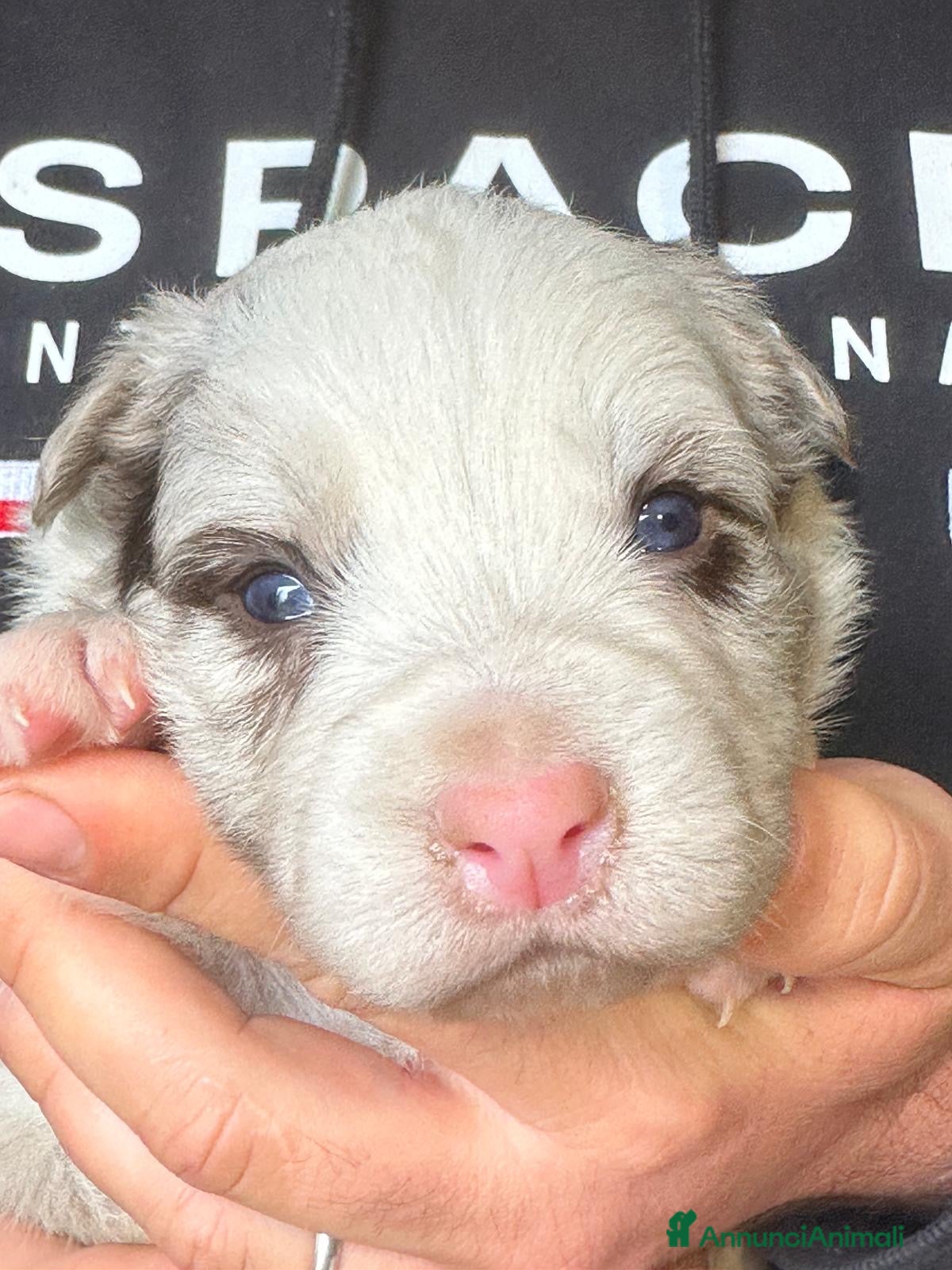 Border Collie cani Cuccioli border collie  - Annuncio 1