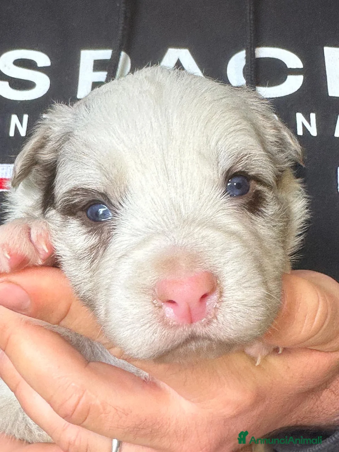 Border Collie cani in vendita: Cuccioli border collie  - Annuncio 1