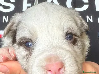 Border Collie cani Cuccioli border collie - Annuncio 2