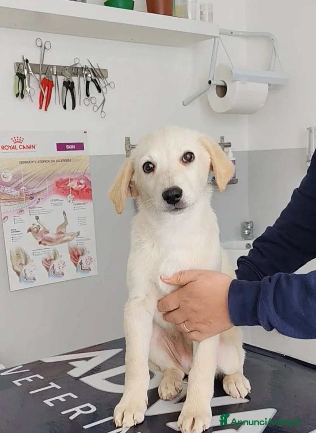 Meticcio cani in regalo: 3 mesi mix Labrador dolcissima  - Annuncio 2