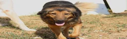 Meticcio cani in regalo: Enza in adozione - Annuncio 2