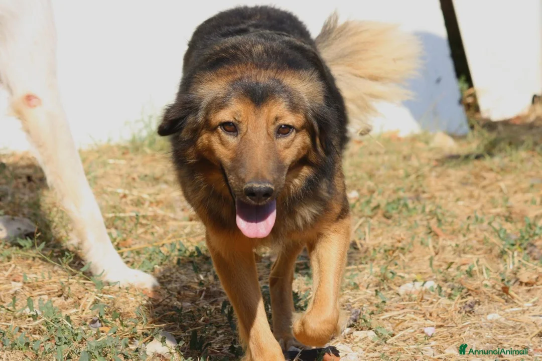 Meticcio cani in regalo: Enza in adozione - Annuncio 2