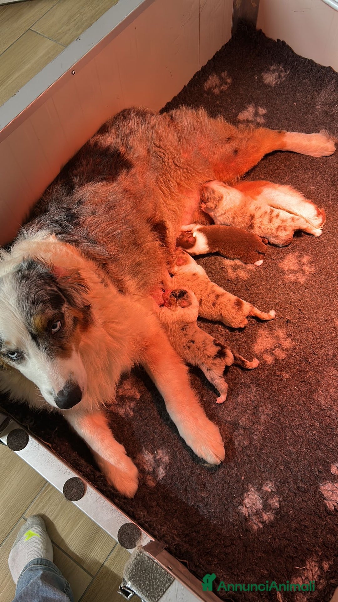 Australian Shepherd cani in vendita: Cuccioli di pastore australiano con pedogree - Annuncio 5