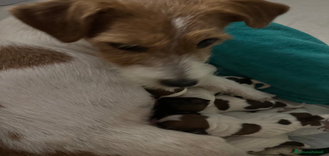 Immagine della galleria {{count}}