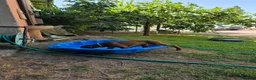 Rhodesian Ridgeback cani in vendita: Rhodesian Ridgeback da privato - femmina - Annuncio 4