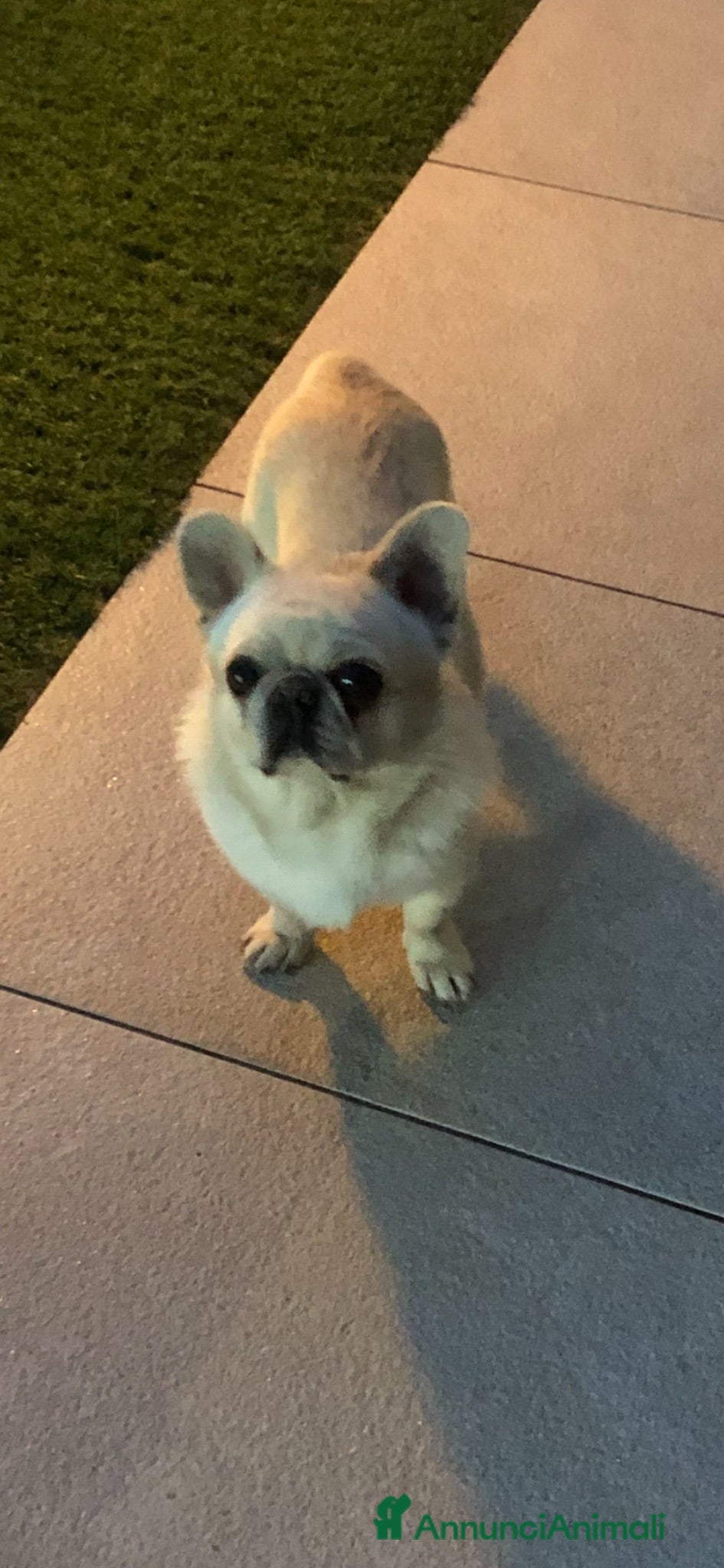 Chihuahua cani Chihuahua maschietto  - Annuncio 35