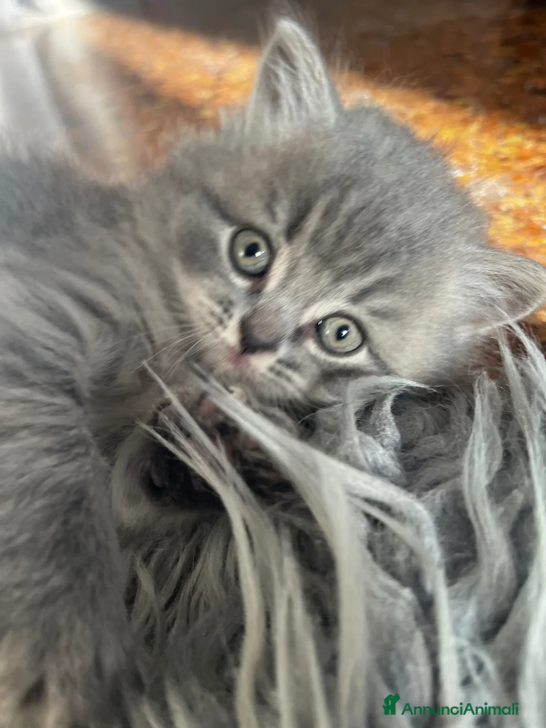 Scottish gatti in vendita: Schottish straight/fold - Annuncio 1