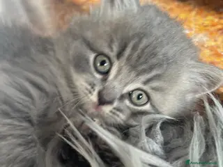 Scottish gatti Schottish straight/fold - Annuncio 1