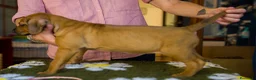 Rhodesian Ridgeback cani in vendita: Wid Gees Litter - Annuncio 17