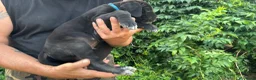 Cane Corso cani in vendita: Cuccioli di Cane Corso manto nero - Annuncio 7