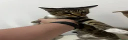 Bengala gatti in vendita: Cuccioli di bengala  - Annuncio 10
